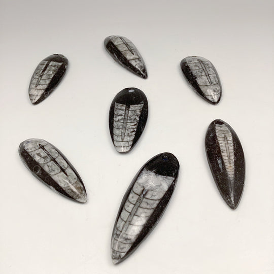 Orthoceras Necklace - Rocks and Gems Canada