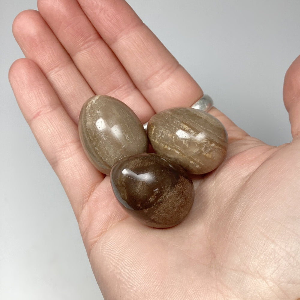 Petrified Wood Mini Egg - Rocks and Gems Canada