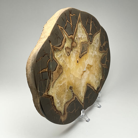 Septarian Slice