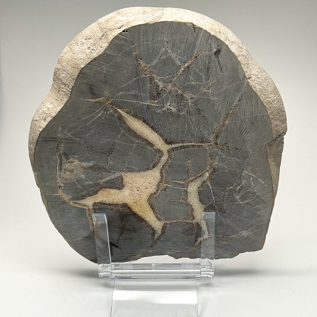 Septarian Slice
