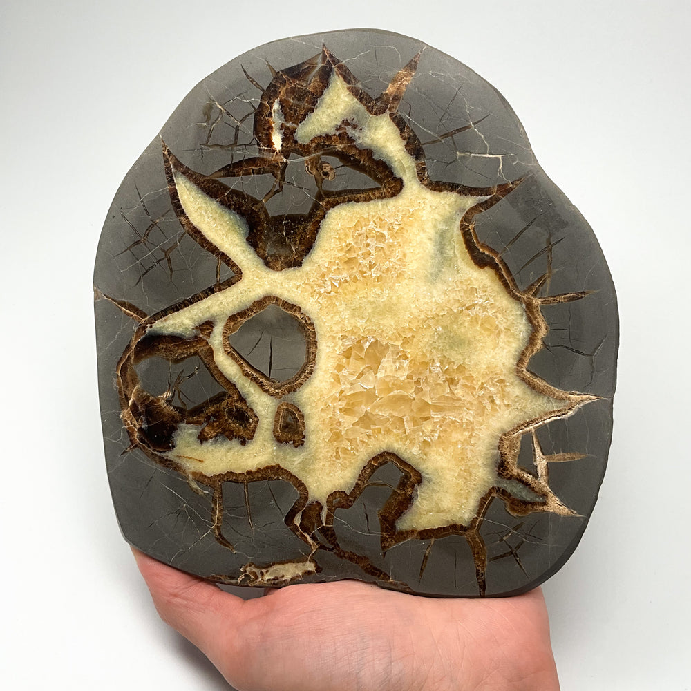 Septarian Slice