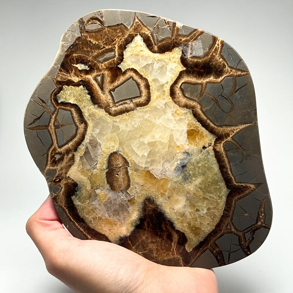 Septarian Slice