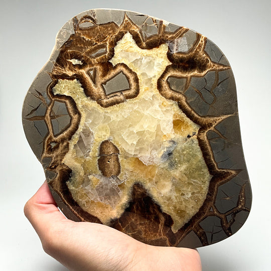 Septarian Slice