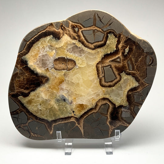 Septarian Slice