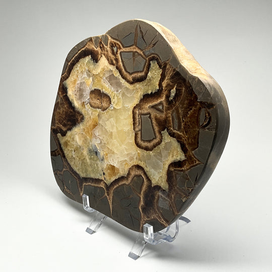 Septarian Slice