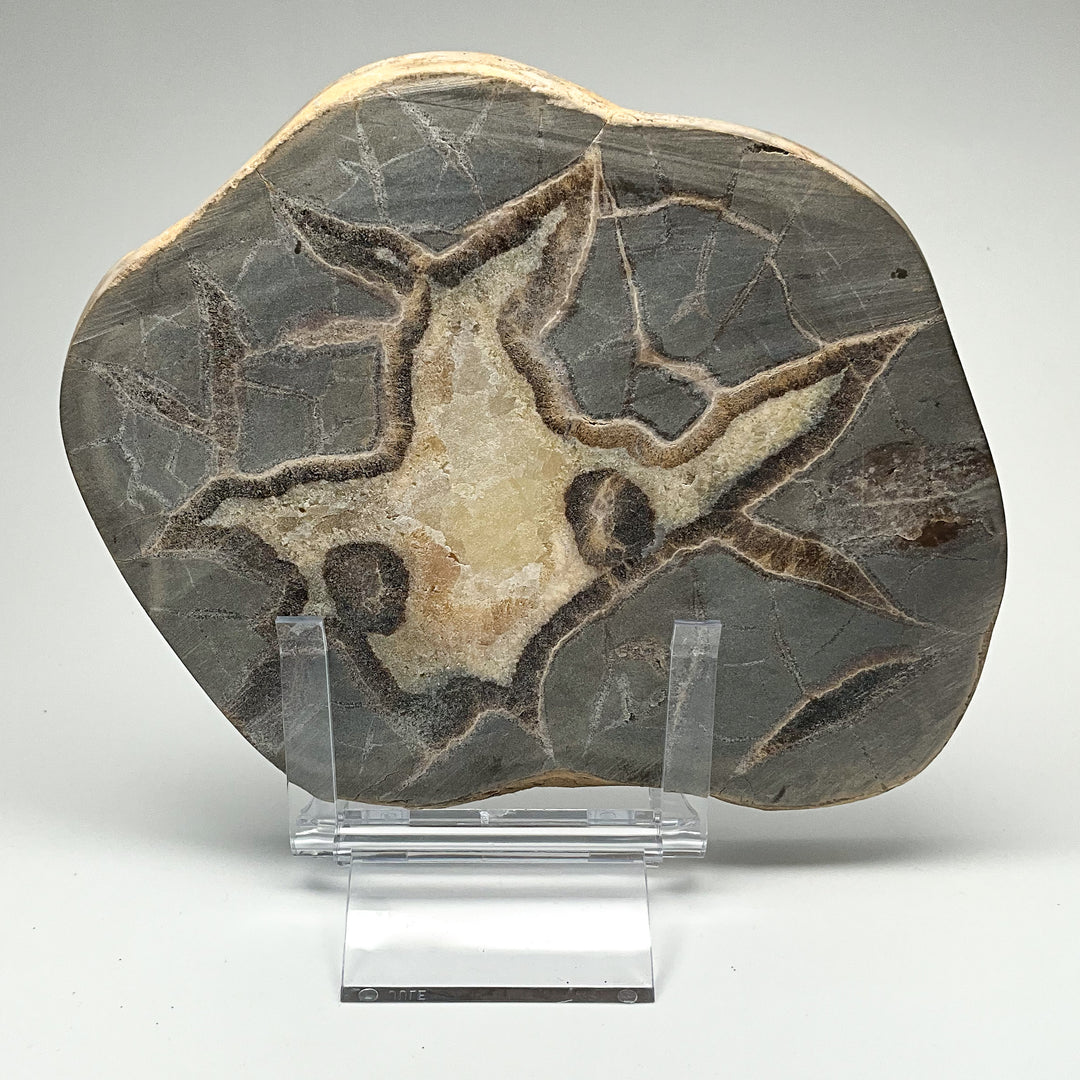 Septarian Slice