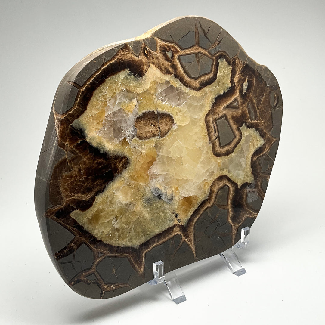 Septarian Slice