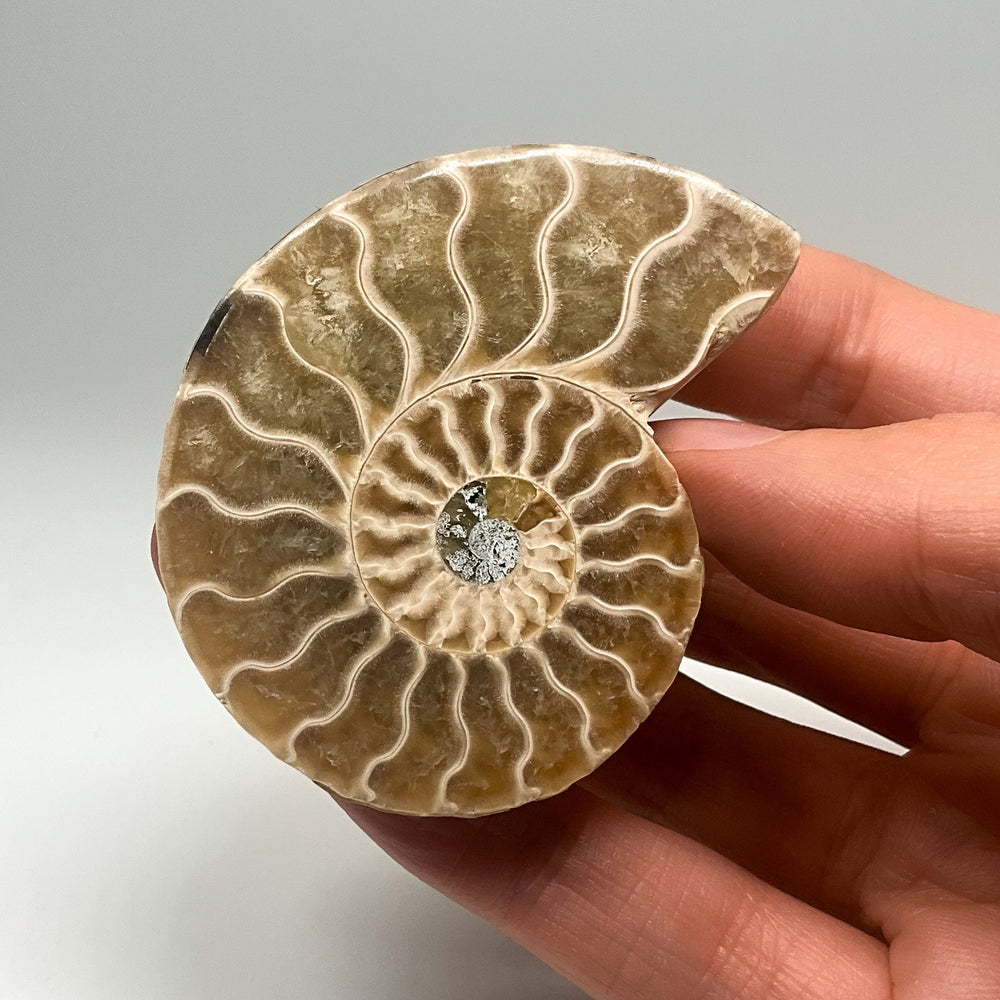 Chambered Ammonite