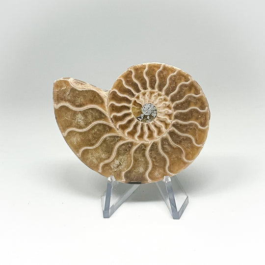 Chambered Ammonite