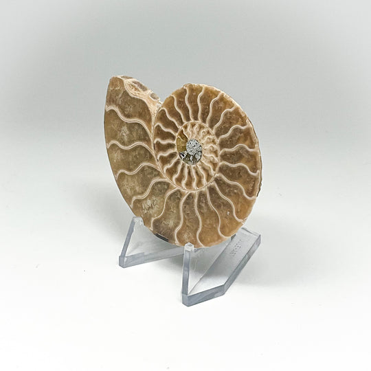 Chambered Ammonite
