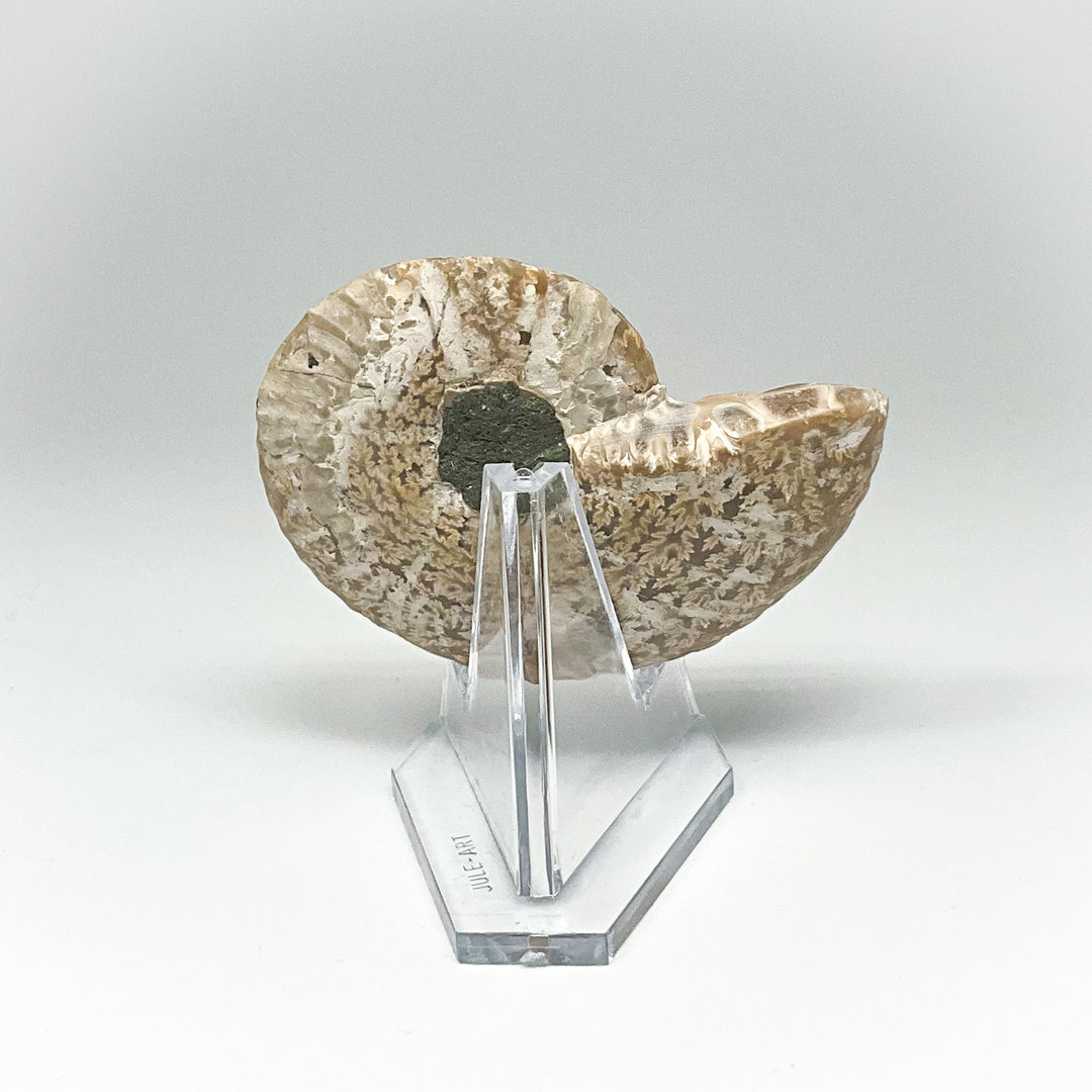 Chambered Ammonite