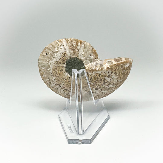 Chambered Ammonite
