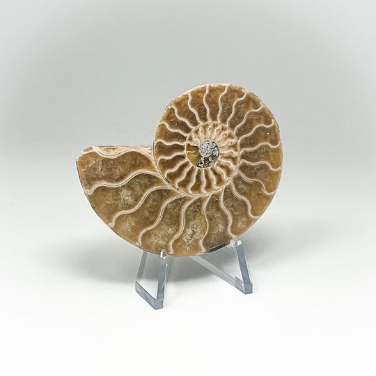 Chambered Ammonite