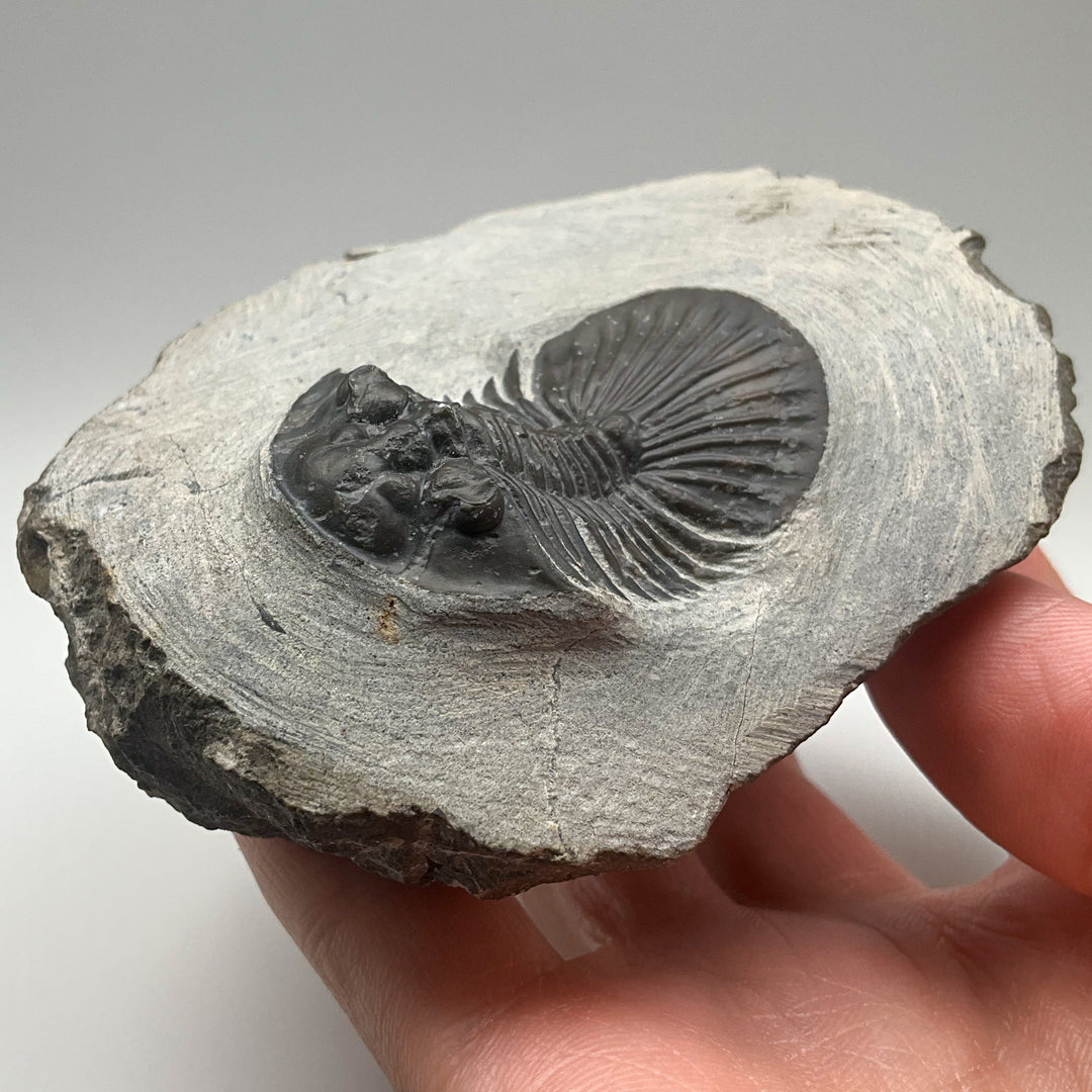 Trilobite Scutellum Fossil