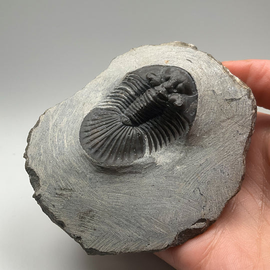 Trilobite Scutellum Fossil