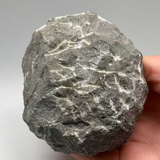 Trilobite Scutellum Fossil