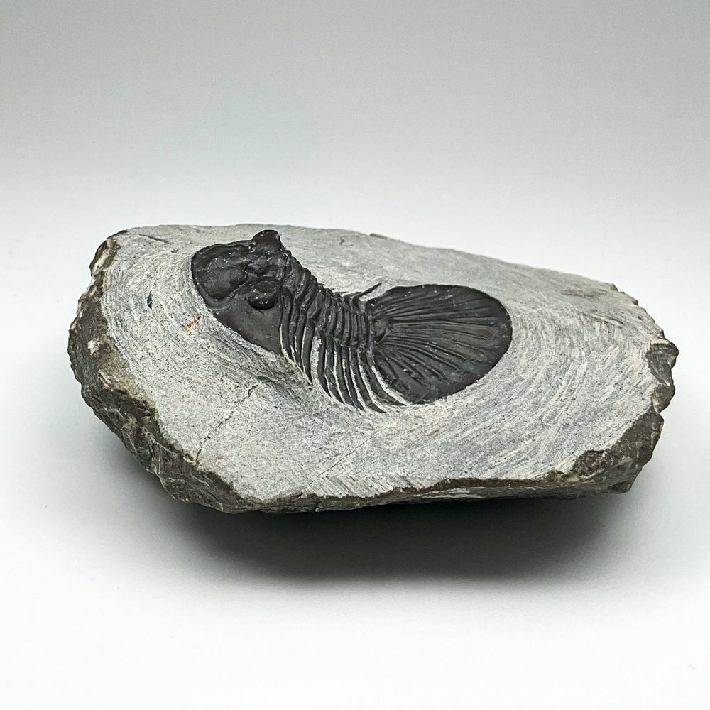 Trilobite Scutellum Fossil
