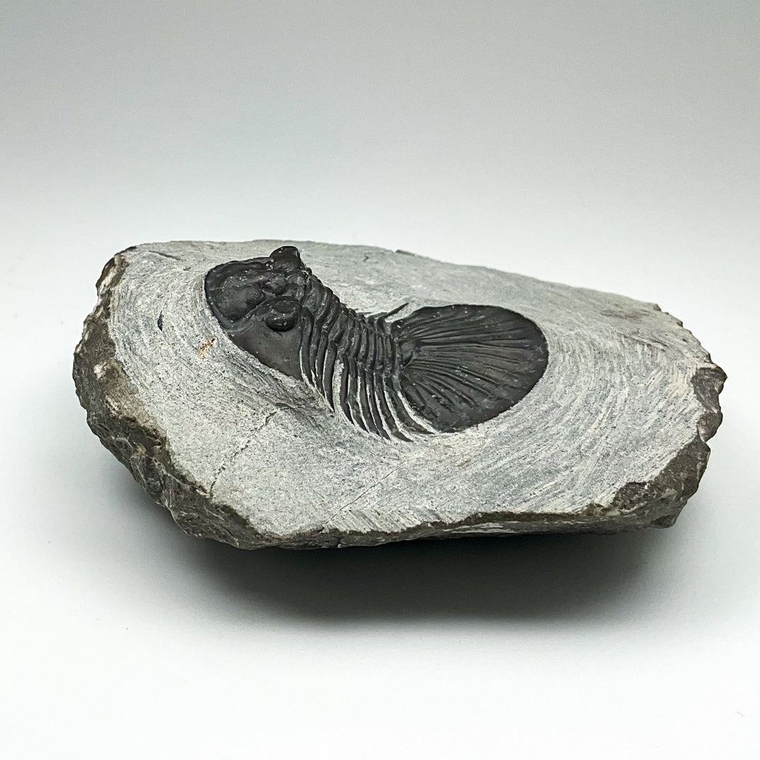 Trilobite Scutellum Fossil