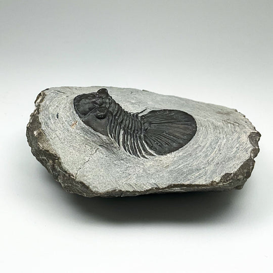 Trilobite Scutellum Fossil
