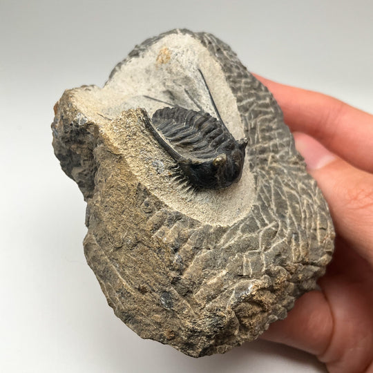 Trilobite Leonaspis Fossil