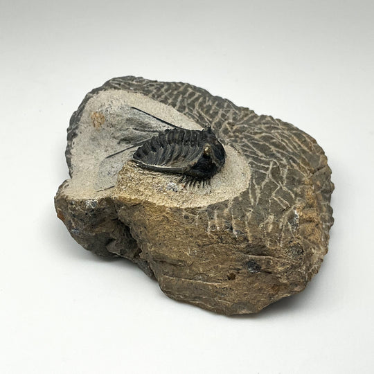 Trilobite Leonaspis Fossil