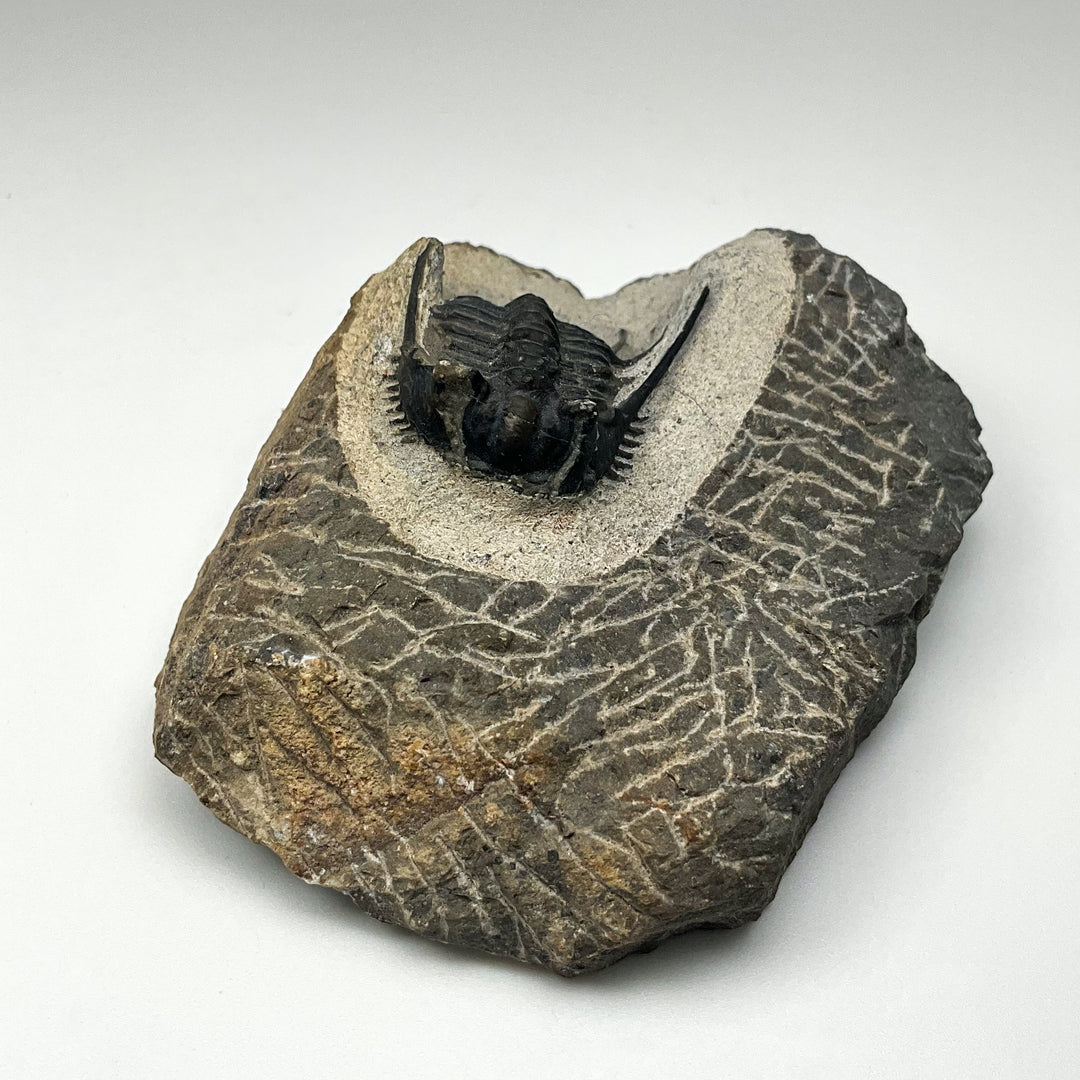 Trilobite Leonaspis Fossil