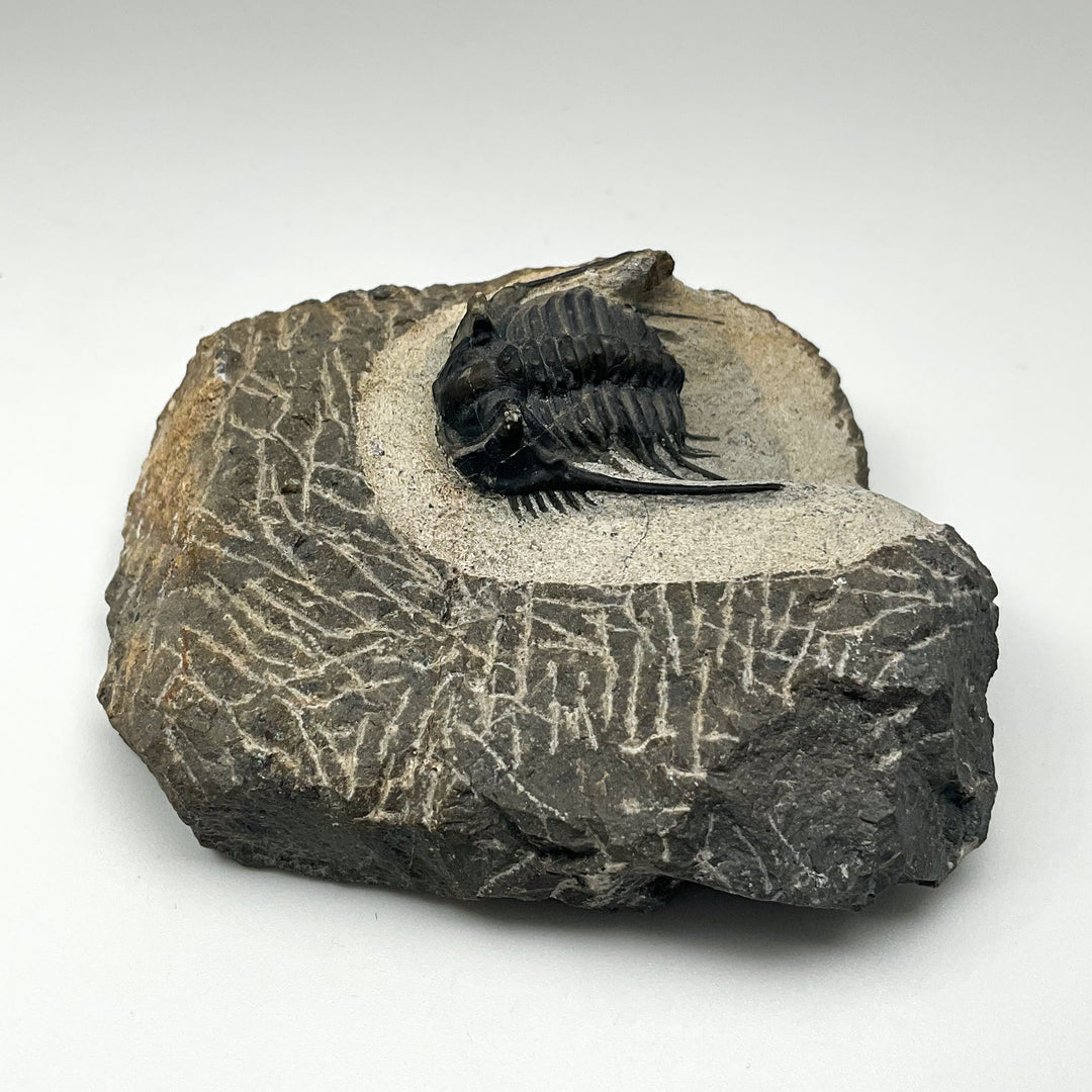 Trilobite Leonaspis Fossil