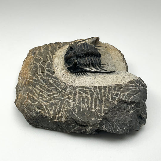 Trilobite Leonaspis Fossil