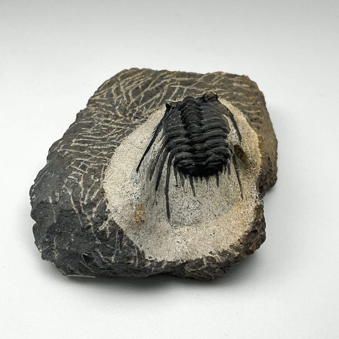 Trilobite Leonaspis Fossil