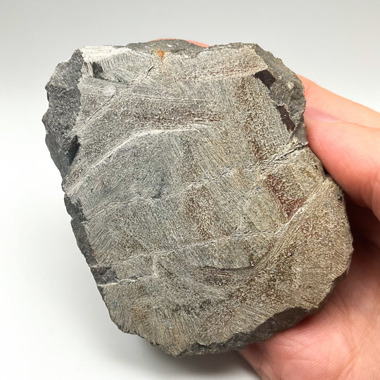 Trilobite Leonaspis Fossil