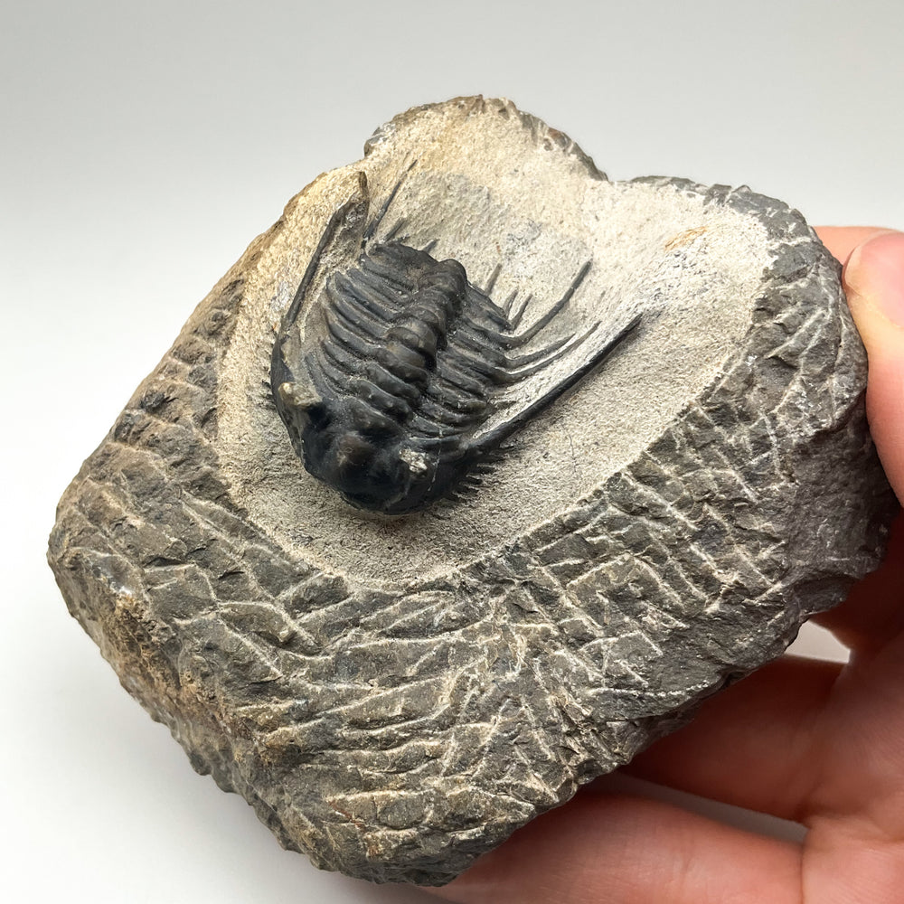 Trilobite Leonaspis Fossil