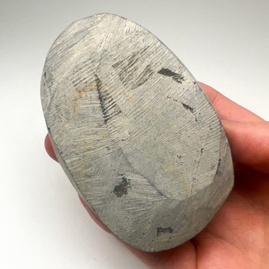 Trilobite Hollardops Fossil