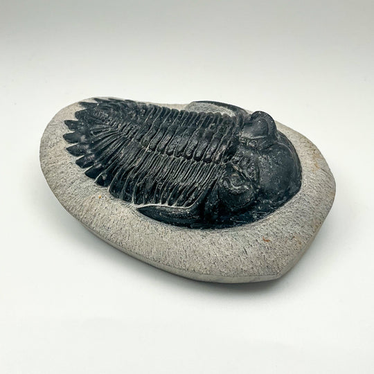 Trilobite Hollardops Fossil