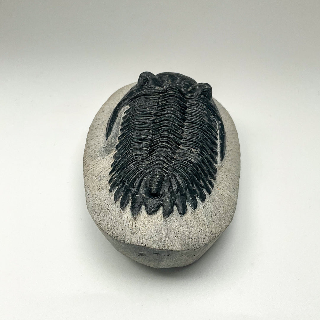 Trilobite Hollardops Fossil