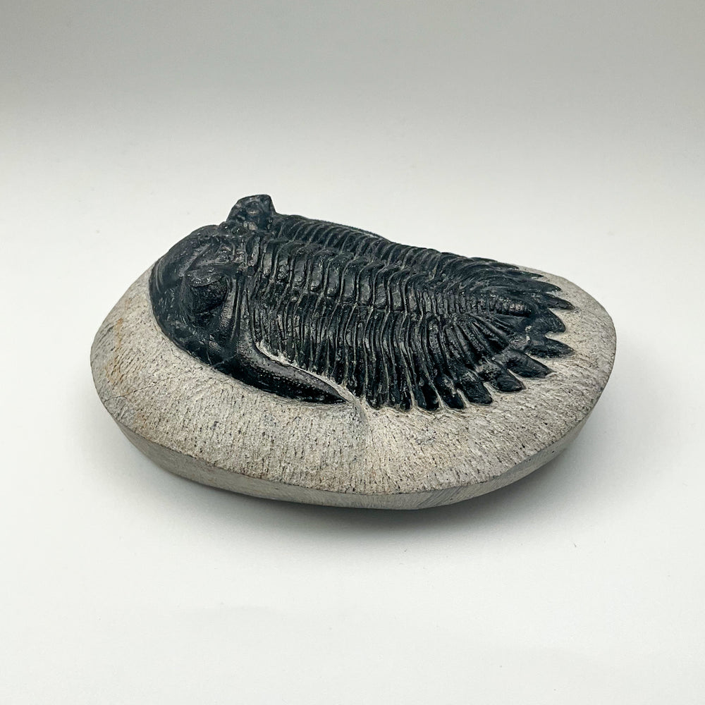 Trilobite Hollardops Fossil