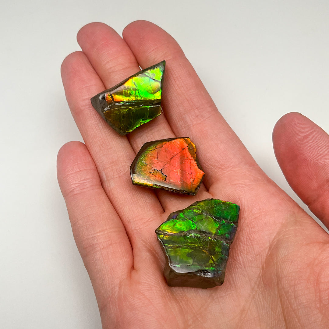 Ammolite Specimen