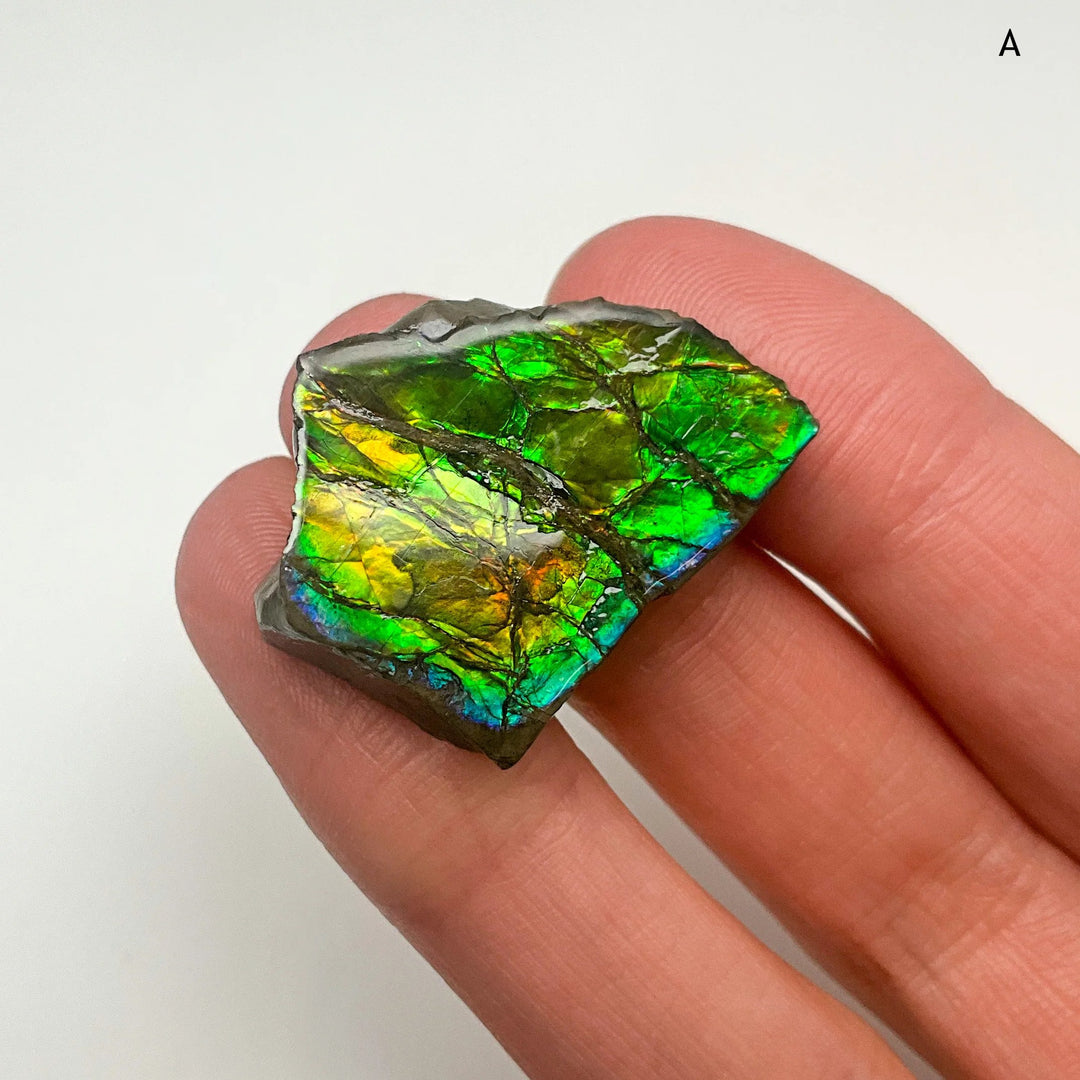 Ammolite Specimen