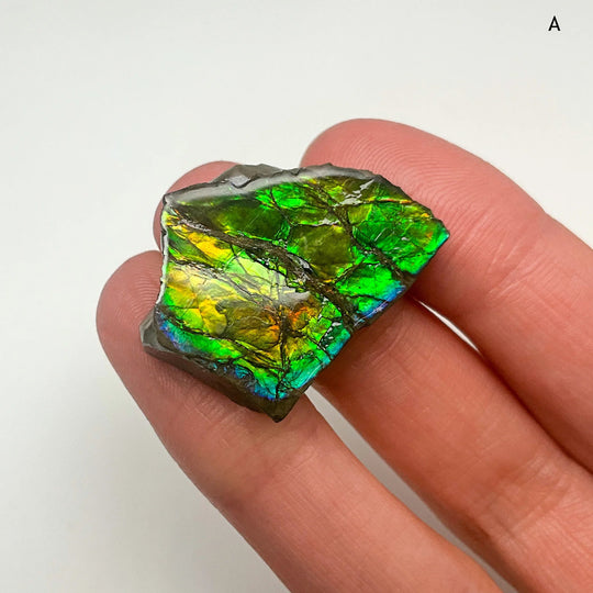 Ammolite Specimen