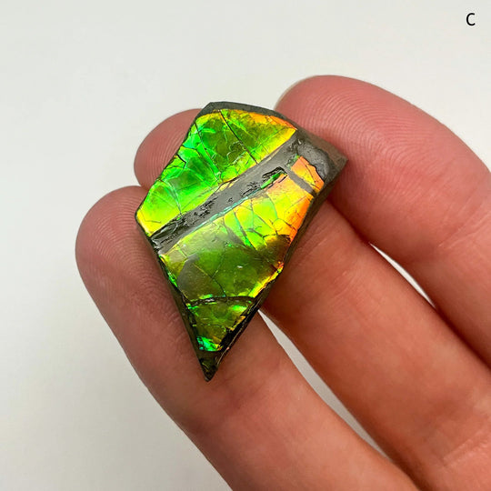 Ammolite Specimen