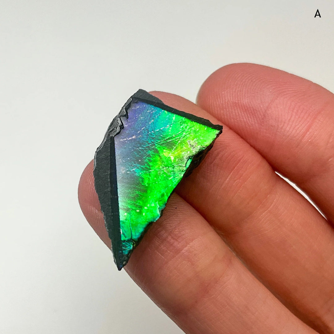 Ammolite Specimen