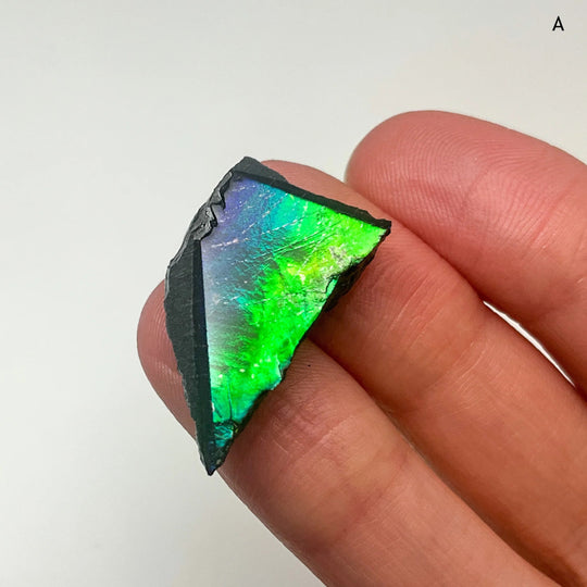 Ammolite Specimen