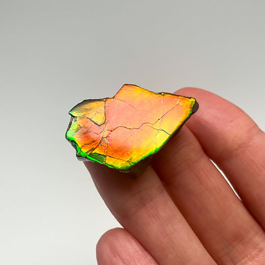 Ammolite Gem with Display Box