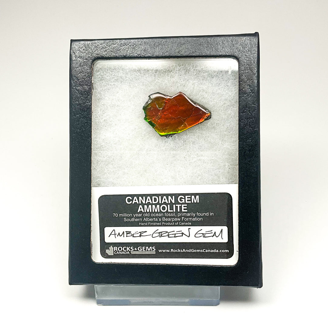 Ammolite Gem with Display Box