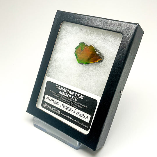 Ammolite Gem with Display Box
