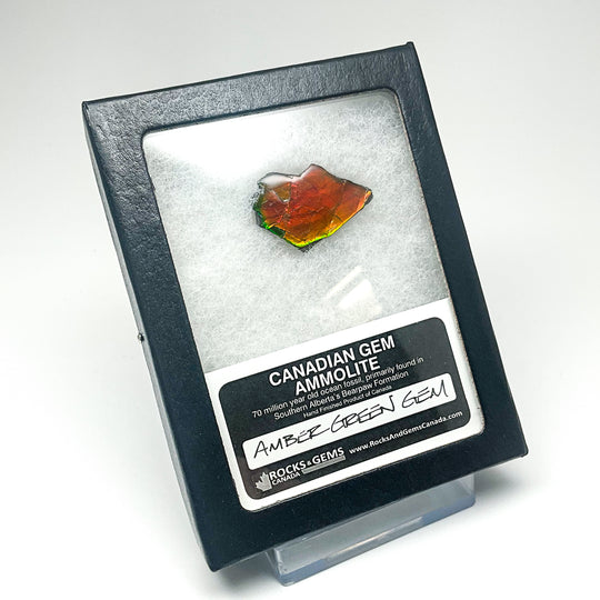 Ammolite Gem with Display Box