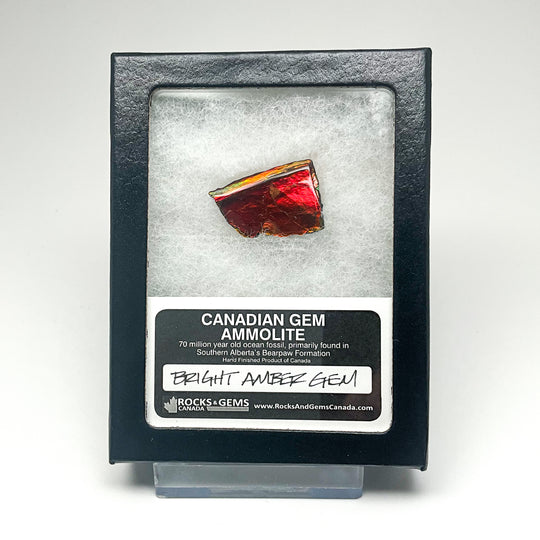 Ammolite Gem with Display Box