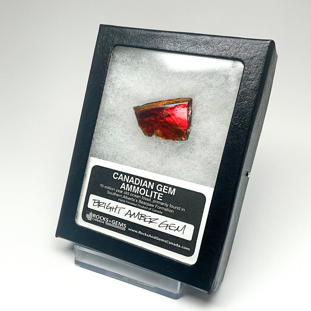 Ammolite Gem with Display Box