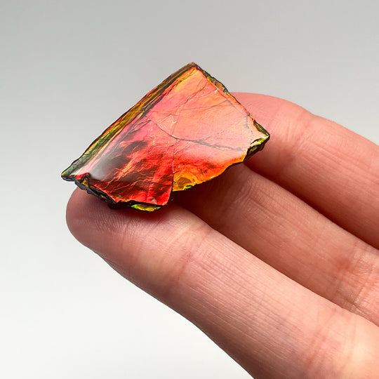 Ammolite Gem with Display Box