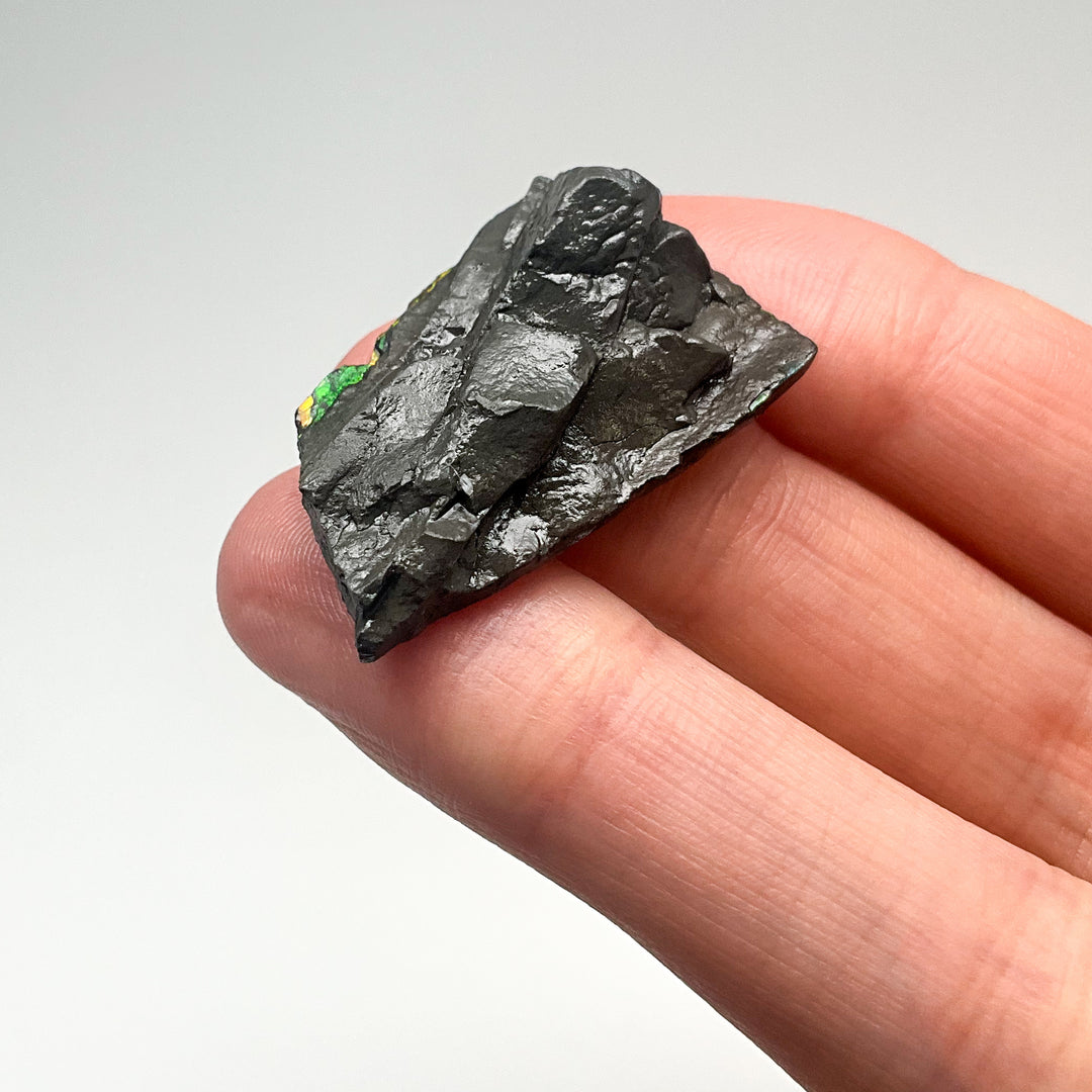 Ammolite Gem with Display Box