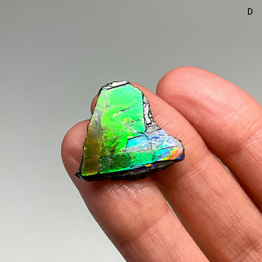 Ammolite Specimen